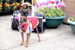 りんのほほ笑み