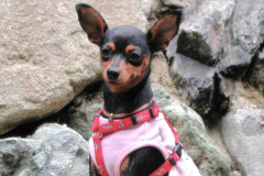 おとうさんの生まれた田舎で